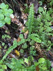 Asplenium anceps image