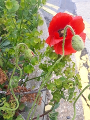 Papaver rhoeas