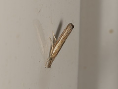 Ptochostola microphaeellus