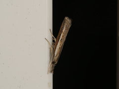 Ptochostola microphaeellus