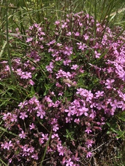 Saponaria
