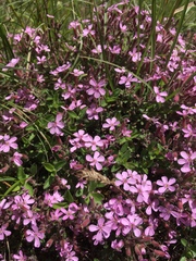Saponaria