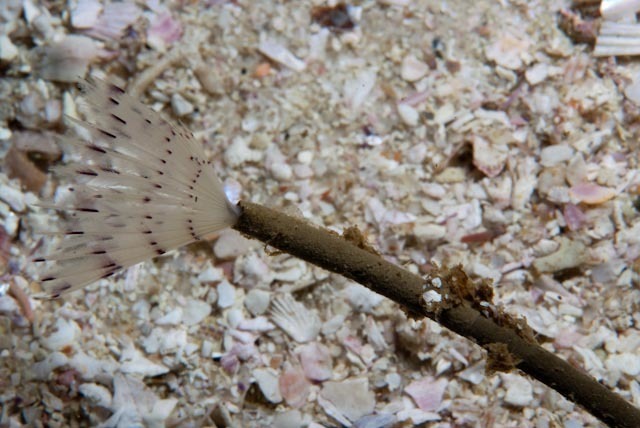 Peacock Worm