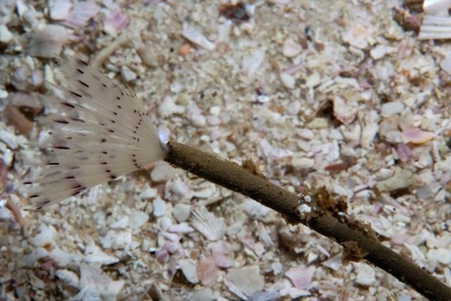 Peacock Worm