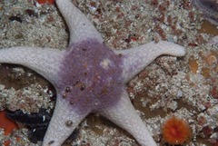 Callopatiria formosa