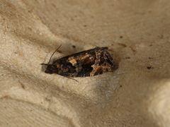 Asthenoptycha