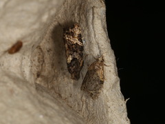 Asthenoptycha