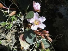 Claytonia umbellata