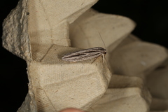 Leistarcha scitissimella