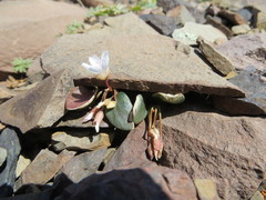 Claytonia umbellata