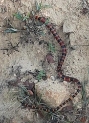 Pliocercus elapoides