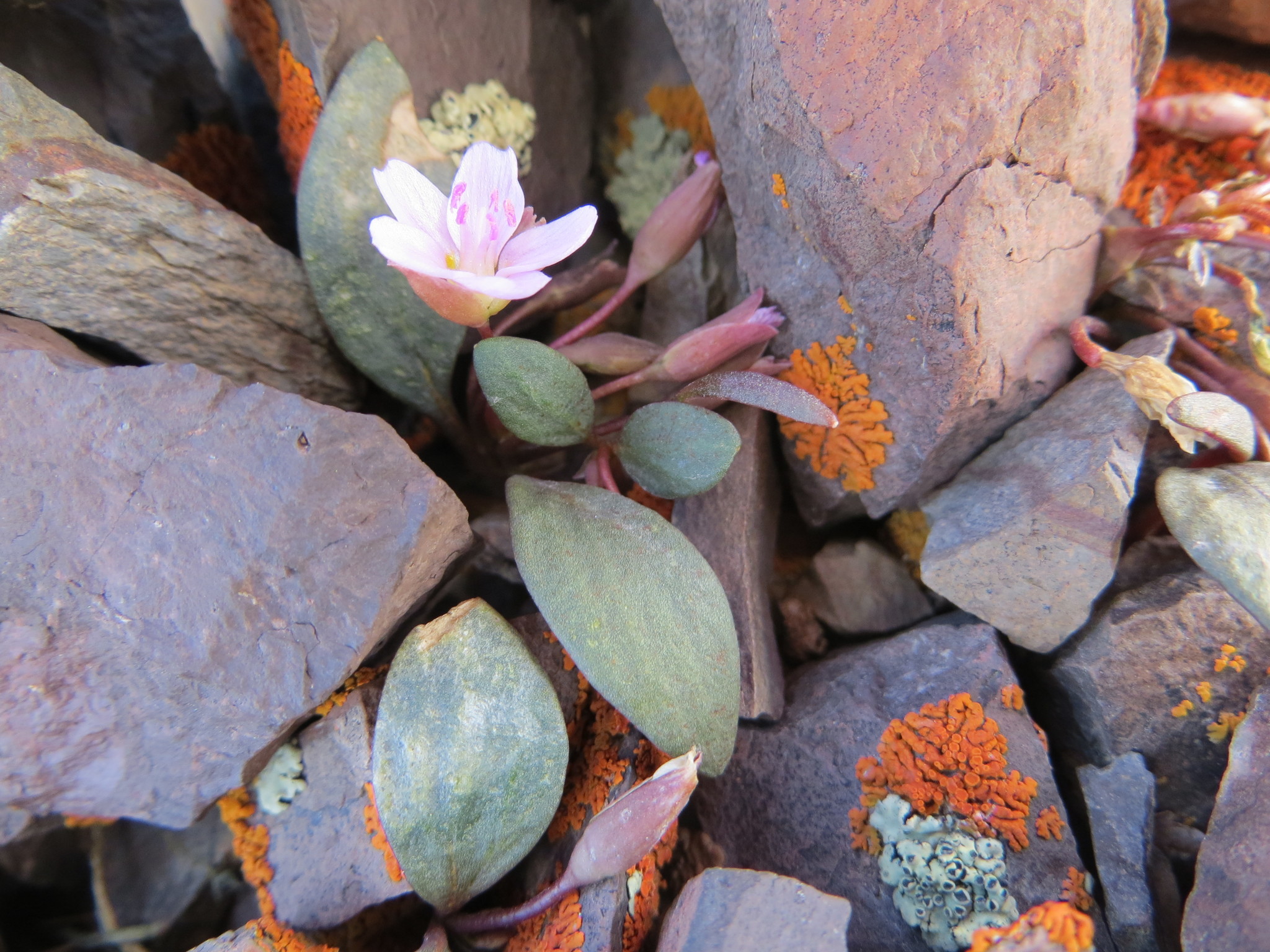 Claytonia umbellata