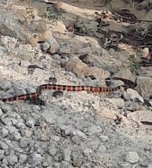 Pliocercus elapoides