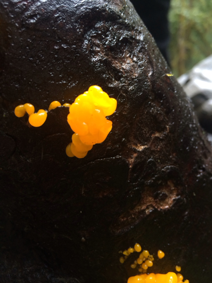 Dacrymyces image