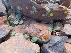 Claytonia umbellata