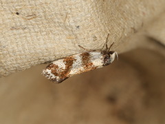 Isomoralla gephyrota