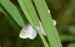 Asthena albulata