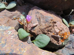 Claytonia umbellata