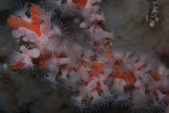 Isozoanthus capensis