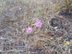 Silene scabriflora