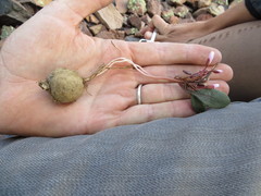 Claytonia umbellata