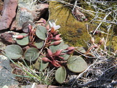 Claytonia umbellata
