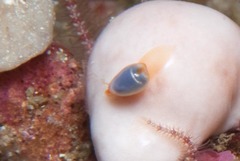 Gibberula dulcis