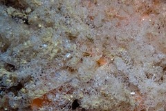 Menipea crispa