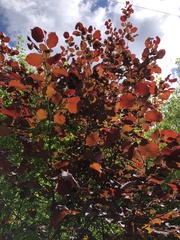 Corylus maxima