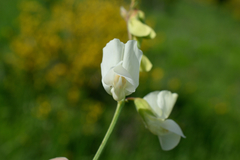 Lathyrus pallescens