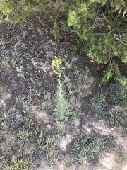 Hymenopappus flavescens