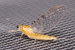 Leucrocuta aphrodite