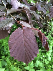 Corylus maxima