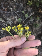 Hymenopappus flavescens