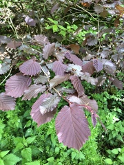 Corylus maxima