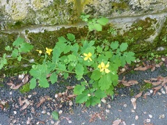Chelidonium majus