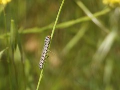 Zegris eupheme