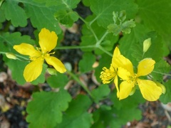 Chelidonium majus