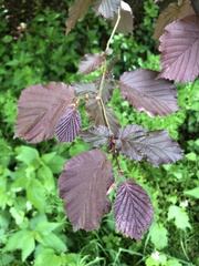 Corylus maxima