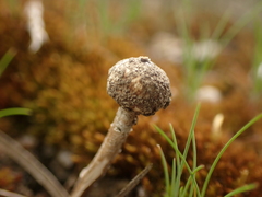 Tulostoma simulans