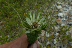 Euchaetis longibracteata