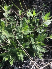 Mentzelia oligosperma