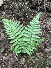 Dryopteris filix-mas