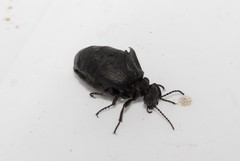 Meloe mediterraneus