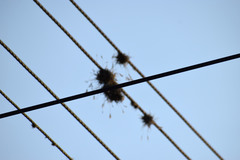 Tillandsia recurvata