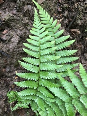 Dryopteris filix-mas