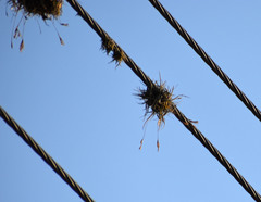 Tillandsia recurvata