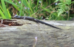 Ninurta coeruleopunctatus