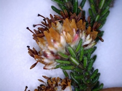 Erica stylaris