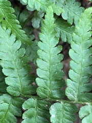 Dryopteris filix-mas